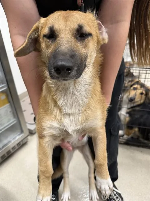 A young medium-sized female Black Mouth Cur dog named June for adoption in Baytown, TX