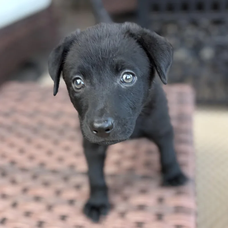 A baby medium-sized male Black Labrador Retriever dog named Ash for adoption in Phoenix, AZ