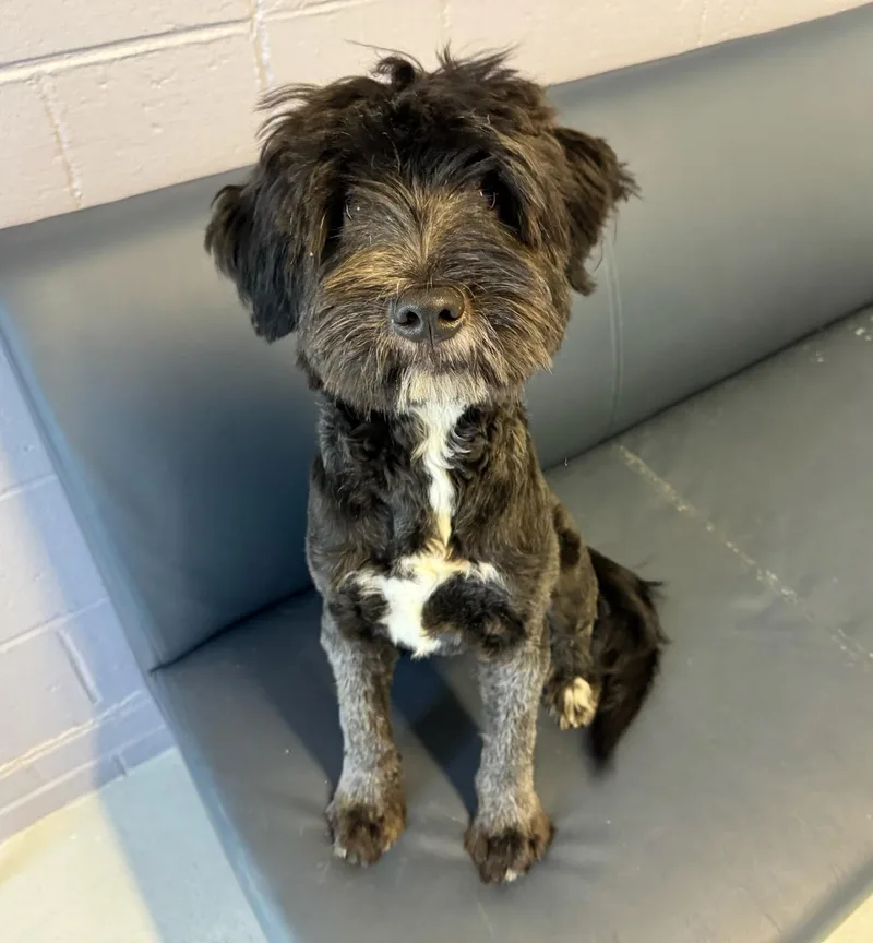 A young medium-sized male Black Mixed Breed dog named Magic for adoption in Boston, MA