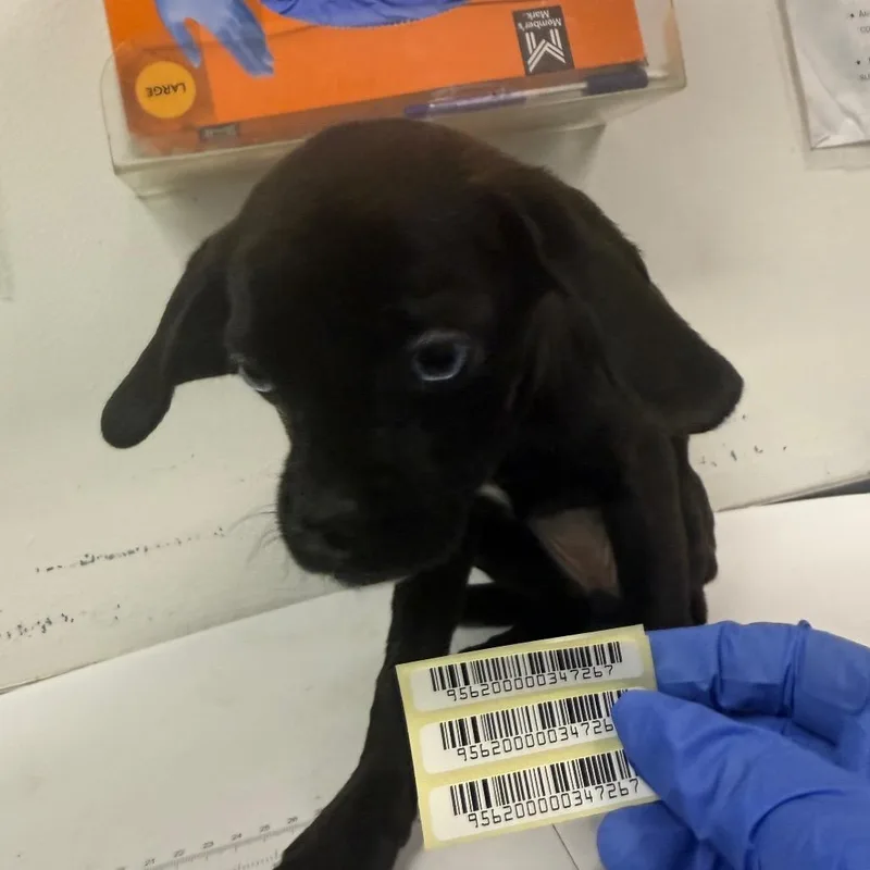 A baby small-sized female Black Mixed Breed dog named Jessie for adoption in Charleston, WV