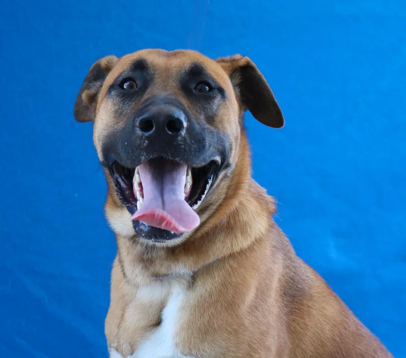 An adult large-sized male Belgian Shepherd / Malinois dog named Bruno for adoption in Pasadena, CA