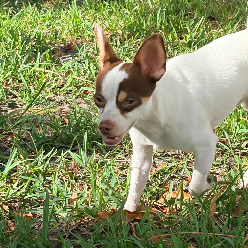 A young small-sized male White / Cream Chihuahua dog named Papi for adoption in Lauderhill, FL