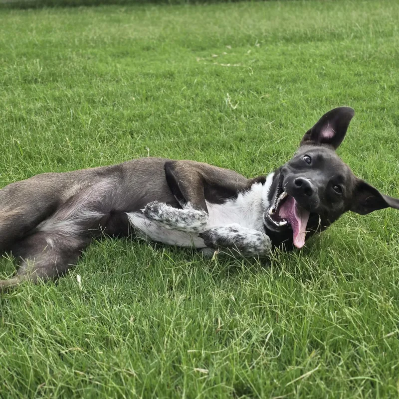 A young medium-sized female Australian Cattle Dog / Blue Heeler dog named Abby for adoption in Krum, TX