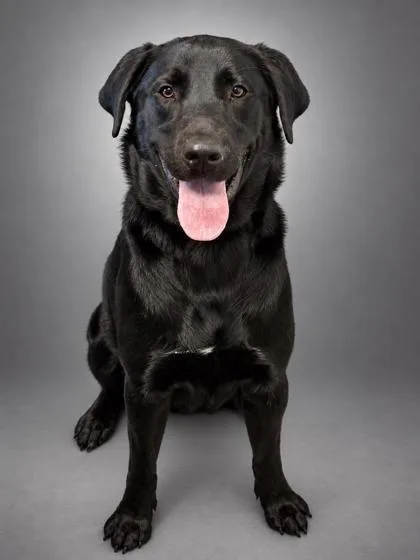 Buddy the Lab