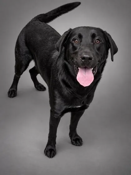 Buddy the Lab thumbnail 2
