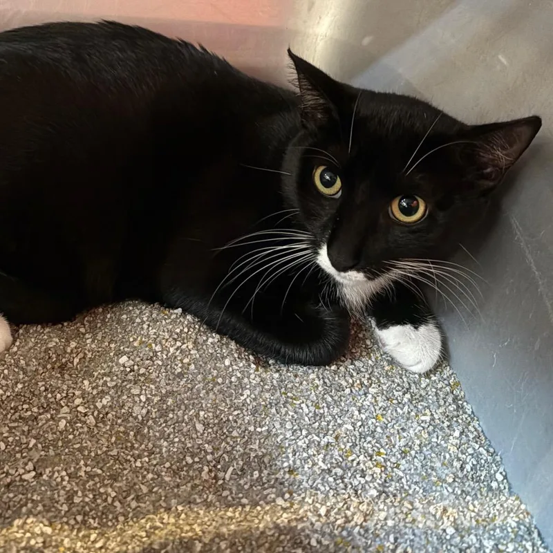 A young large-sized female Black Domestic Short Hair cat named Henna for adoption in Sarasota, FL