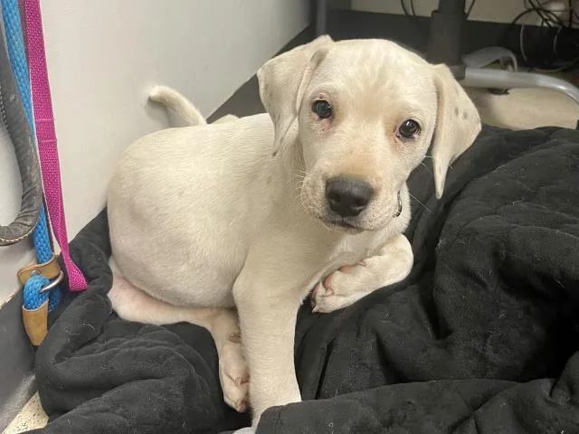 Milo