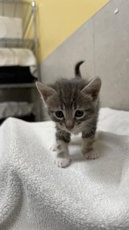 Kiki