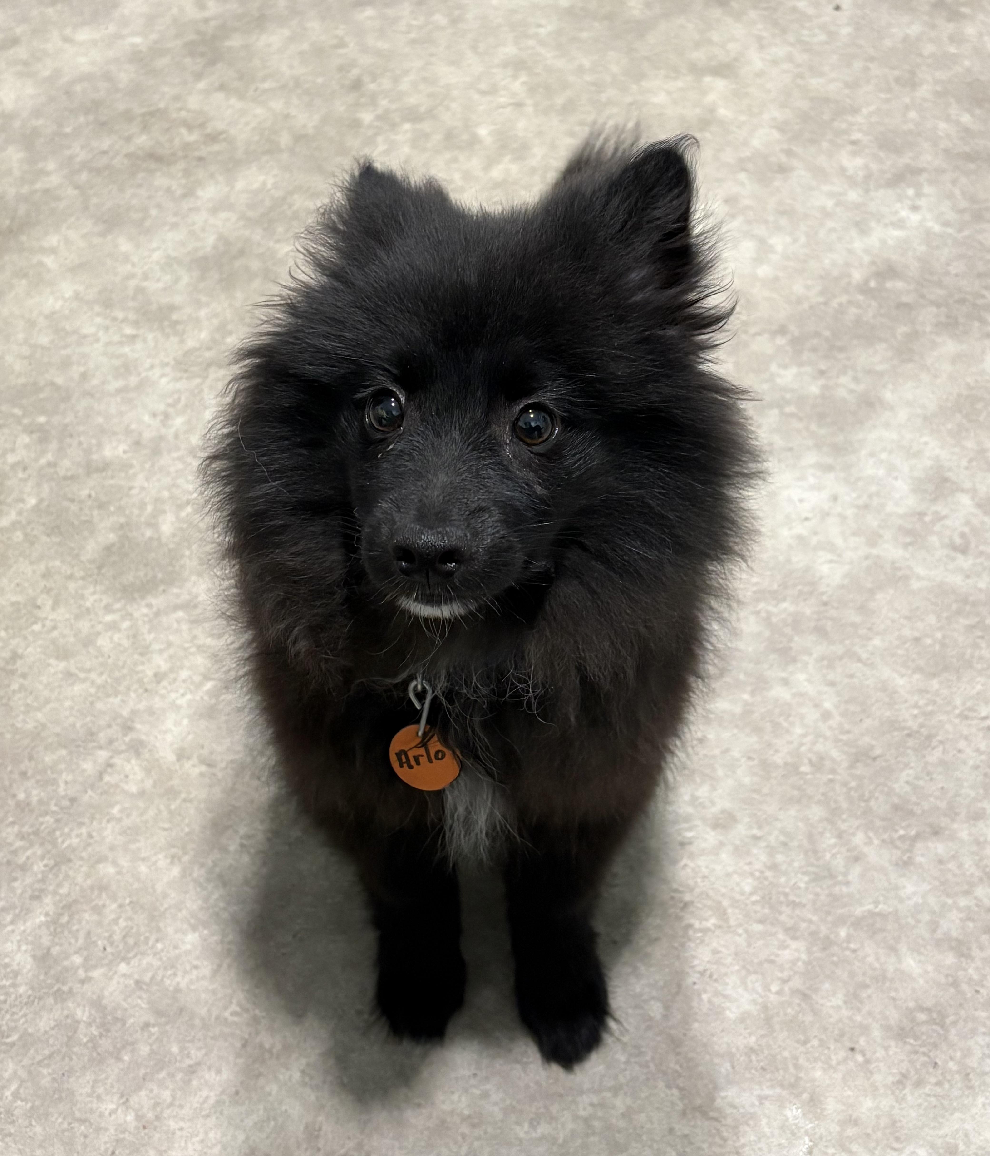 Arlo