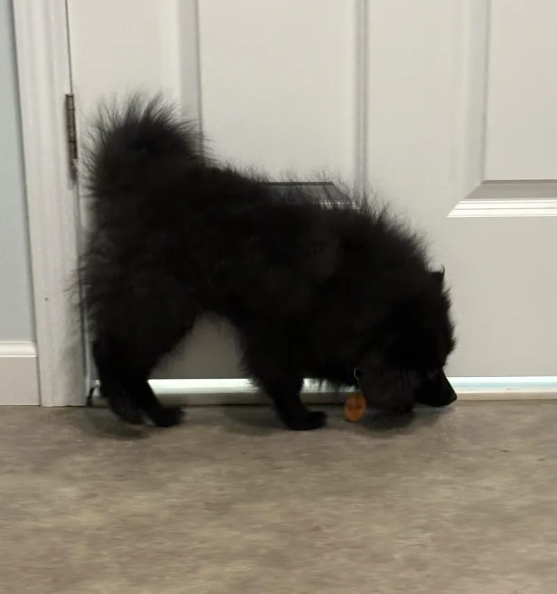 Arlo thumbnail 2