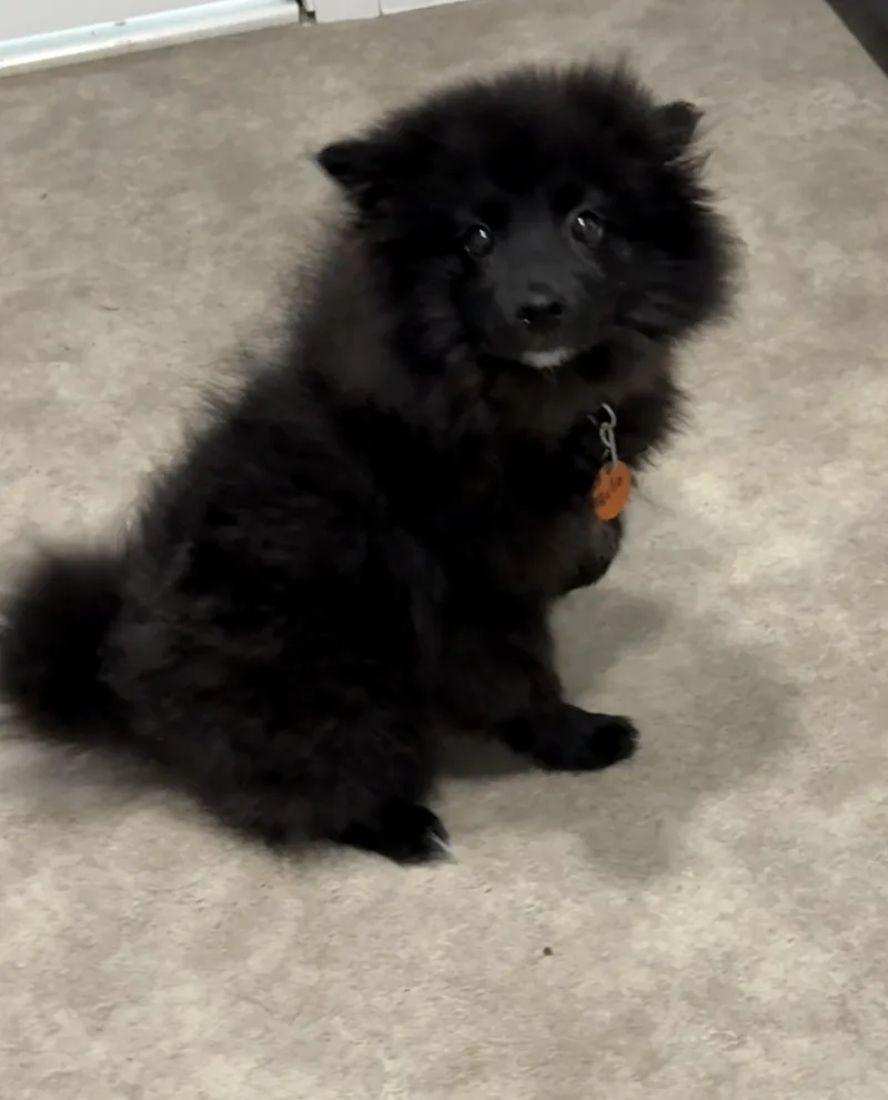 Arlo thumbnail 3