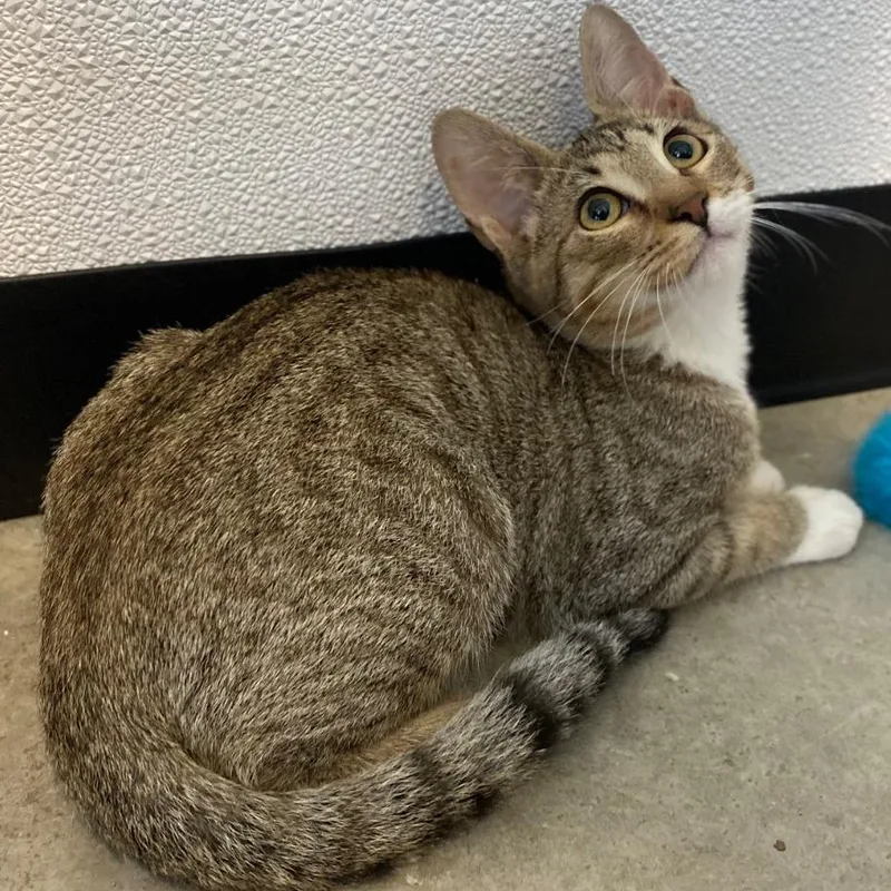 A young medium-sized female Brown / Chocolate Domestic Short Hair cat named Porco Rosso for adoption in Austin, TX