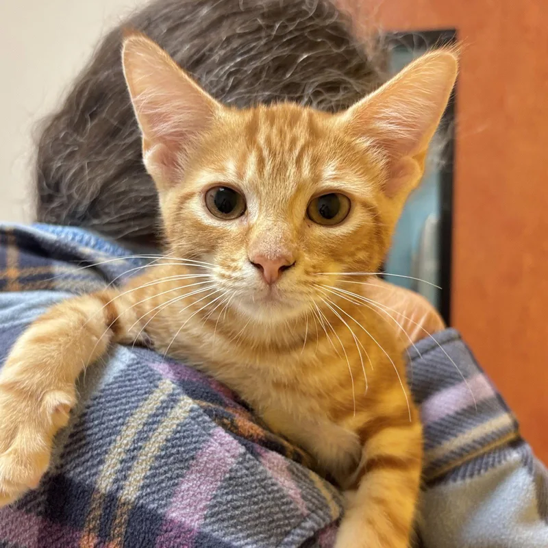 A baby medium-sized male Orange / Red Domestic Short Hair cat named Garfield for adoption in Sonora, CA