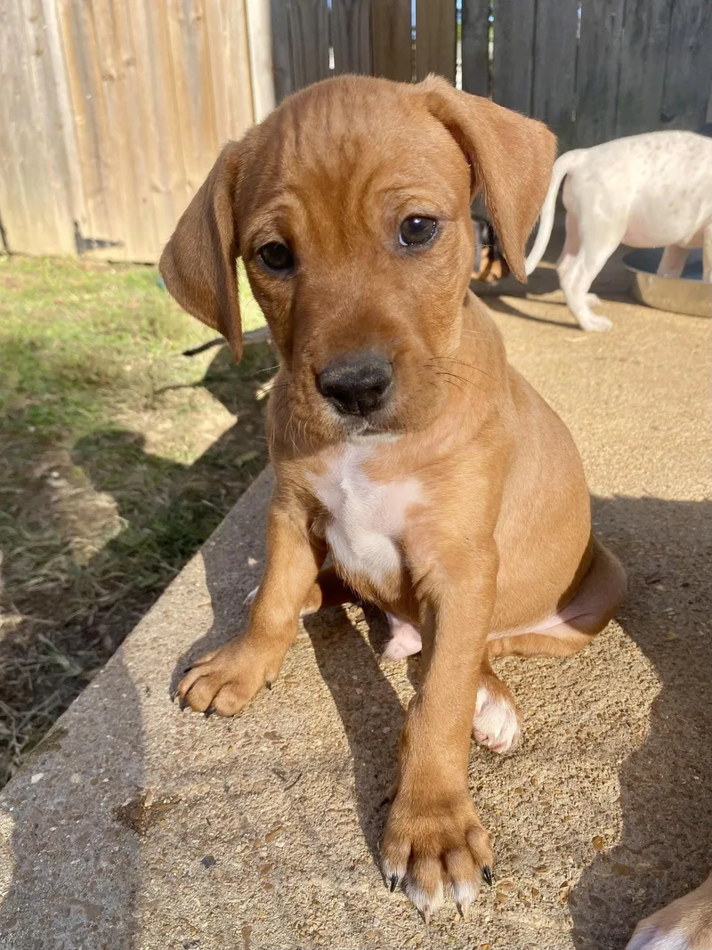 A baby medium-sized male Hound dog named Cider for adoption in Barnhart, MO