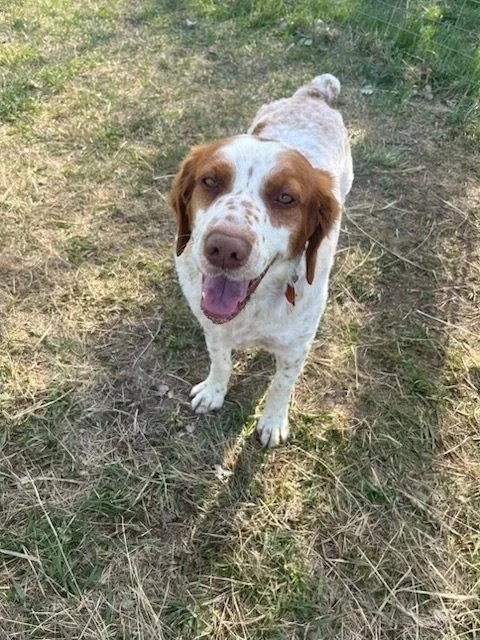 An adult medium-sized male Brittany Spaniel dog named Utcharlie for adoption in Baldwinsville, NY