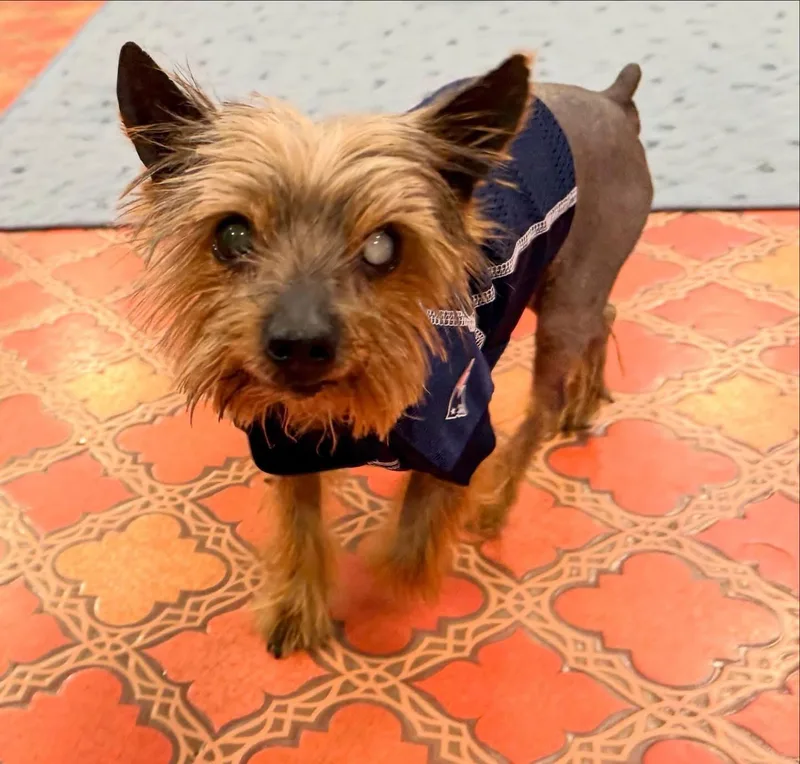 A senior small-sized male Brown / Chocolate Chinese Crested Dog dog named Jax for adoption in Foster, RI