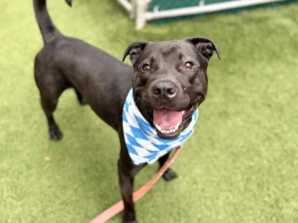 An adult medium-sized male Mixed Breed dog named Koda for adoption in New York, NY
