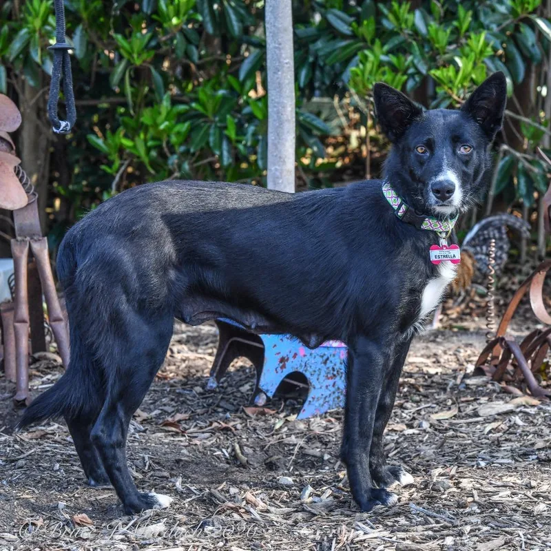 Estrella thumbnail 3