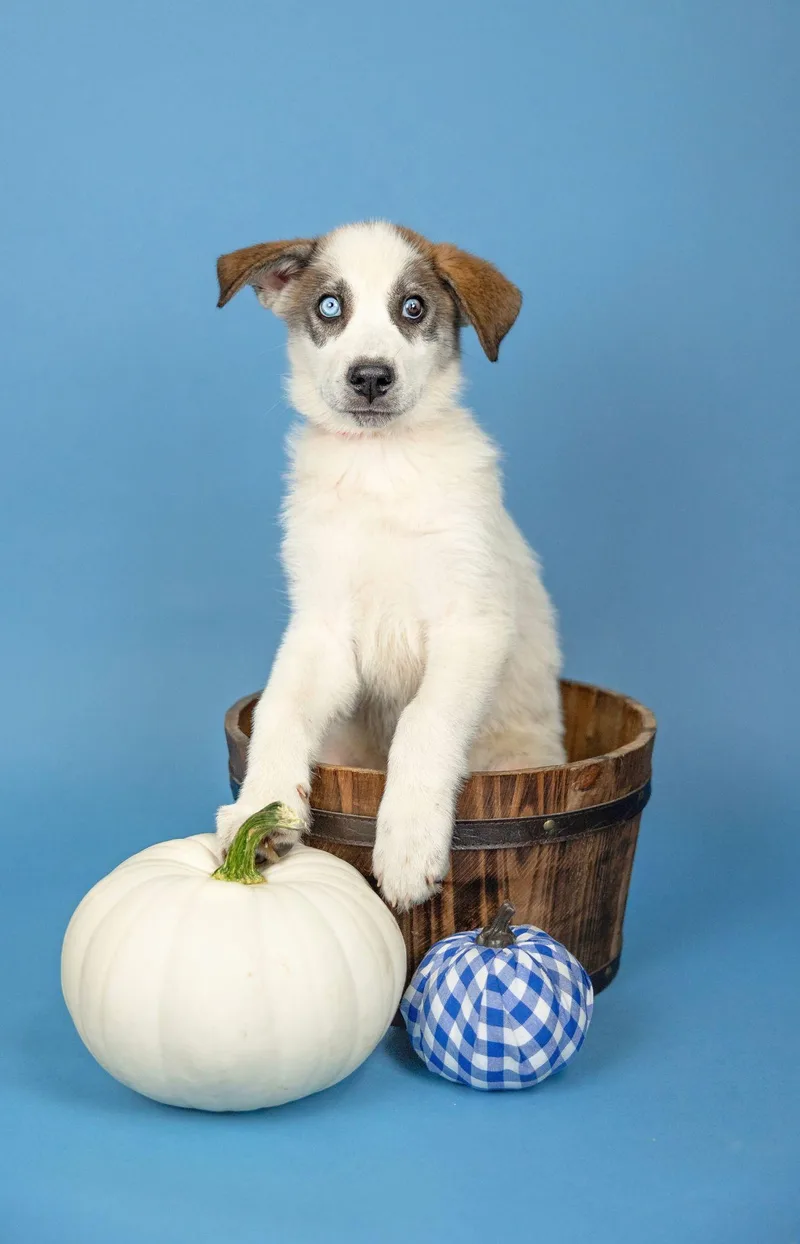 A baby large-sized female Husky dog named 815-26 for adoption in Brighton, CO