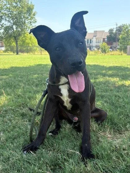 A young medium-sized male Labrador Retriever dog named Bugs for adoption in Bloomfield, CT
