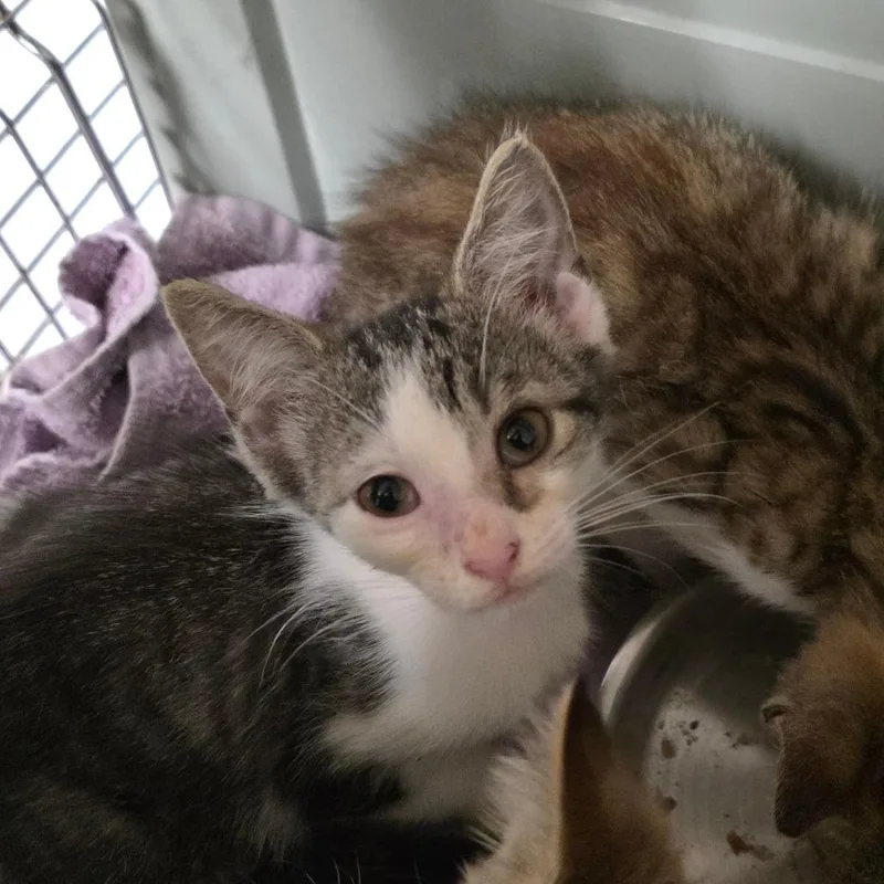 A baby small-sized female Brown / Chocolate Domestic Short Hair cat named Diane for adoption in Mount Juliet, TN