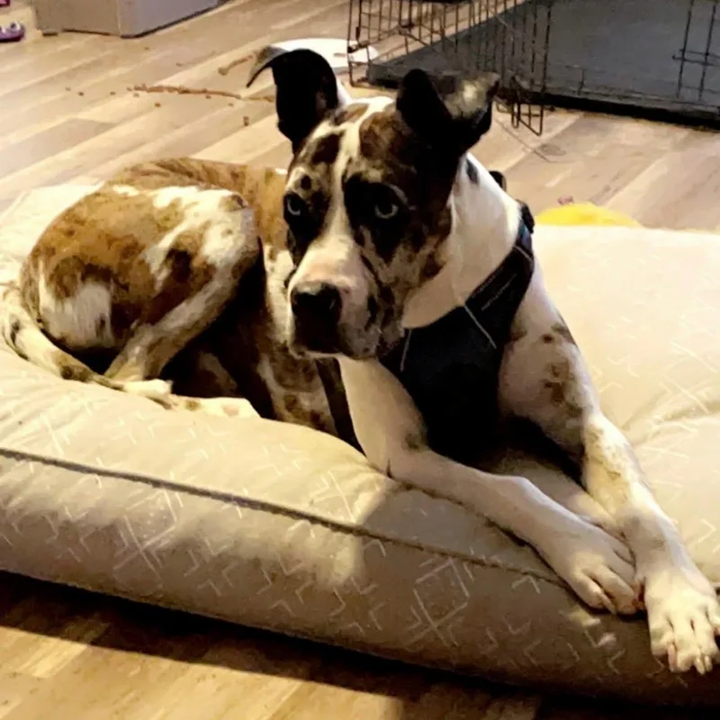 An adult medium-sized male White / Cream Catahoula Leopard Dog dog named Sancho for adoption in Williston, VT