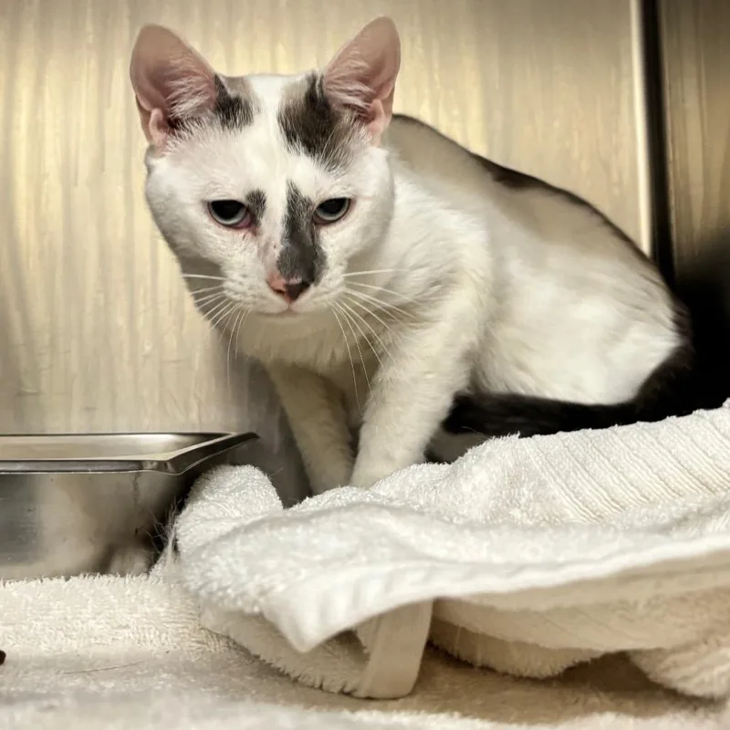 An adult medium-sized male White Domestic Short Hair cat named M&m's for adoption in Birmingham, AL