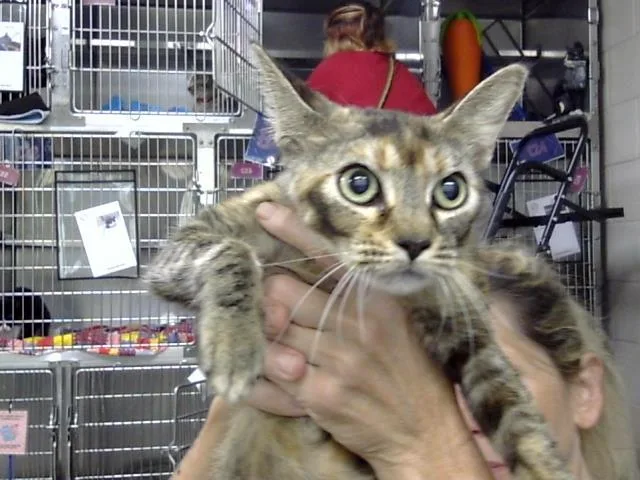 A young small-sized female Domestic Short Hair cat named Molly for adoption in Pasadena, TX