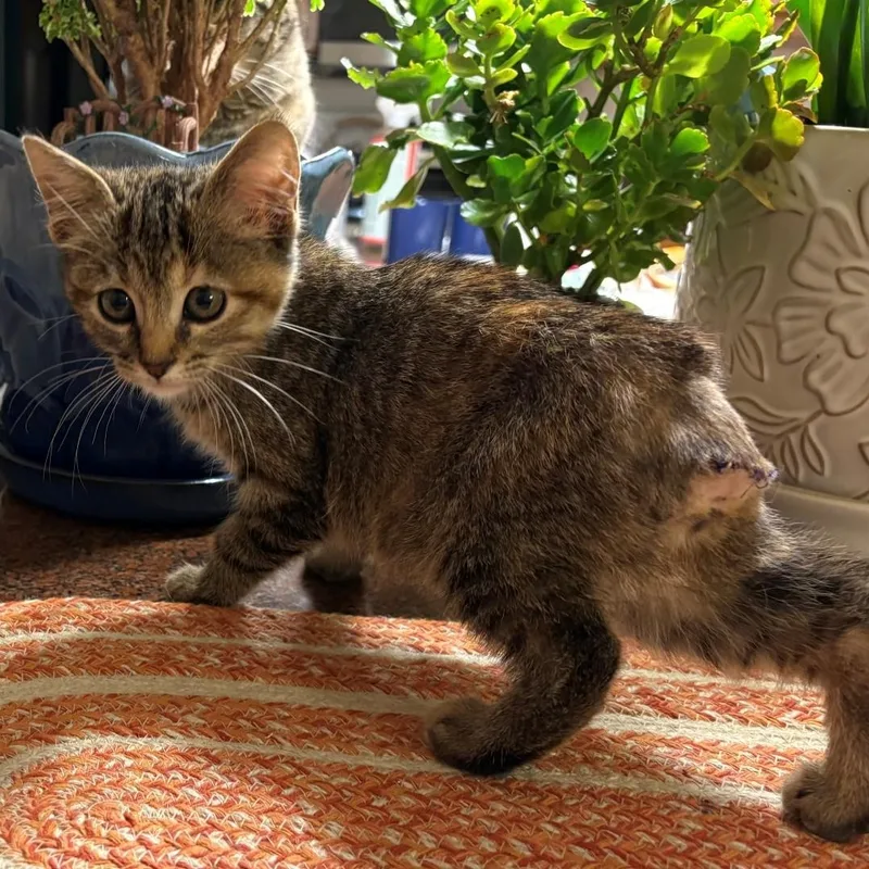A baby small-sized female Tabby (Brown / Chocolate) Domestic Short Hair cat named Dani Luoma for adoption in Morrison, CO