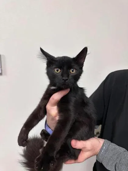 A baby small-sized female Domestic Short Hair cat named Fried Oreo for adoption in Aberdeen, SD