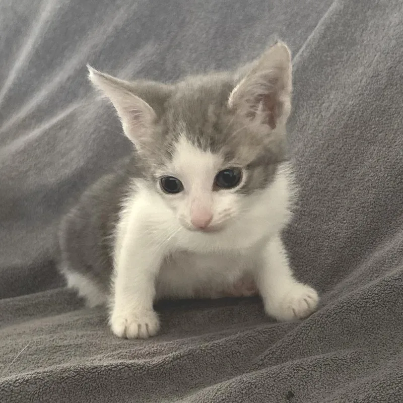 A baby small-sized female Gray / Blue / Silver Domestic Short Hair cat named Rosie for adoption in Redwood City, CA