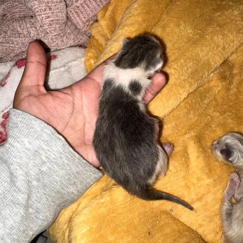 Rosie thumbnail 2