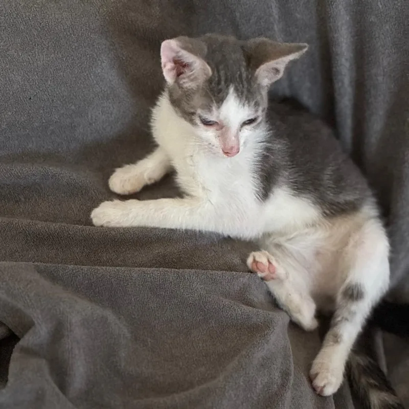 Rosie thumbnail 3