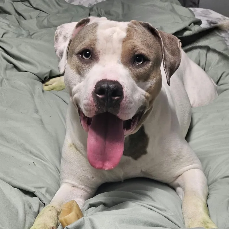 An adult medium-sized male White / Cream American Staffordshire Terrier dog named Jaxon for adoption in Rochester, MN