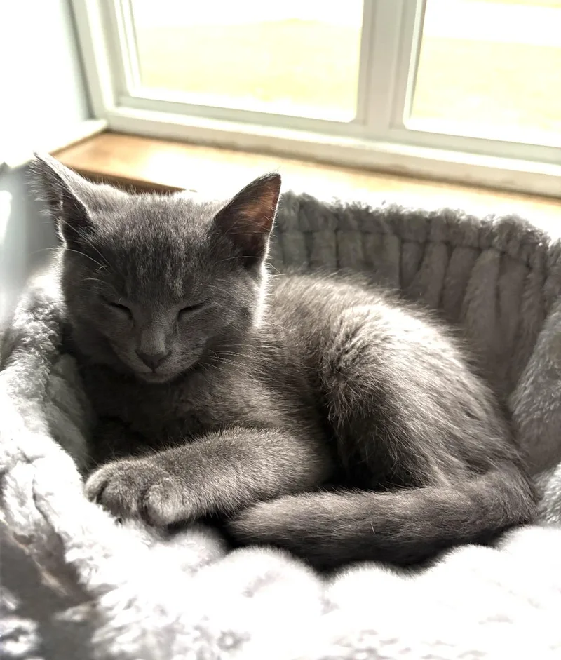 A baby small-sized male Domestic Short Hair cat named Cilantro for adoption in Troy, MI