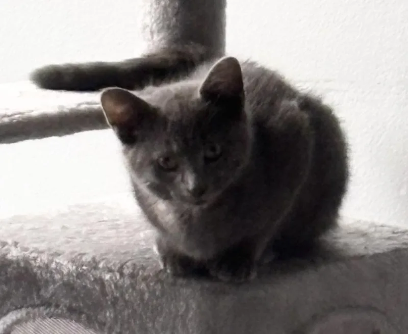 Cilantro thumbnail 2
