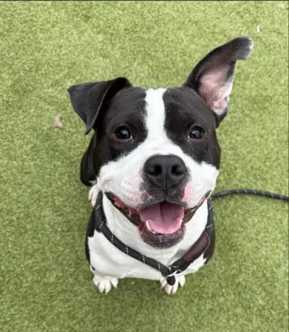 O` Toole thumbnail 2