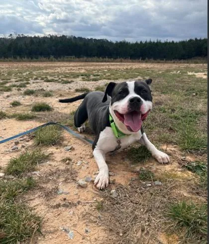 O` Toole thumbnail 3