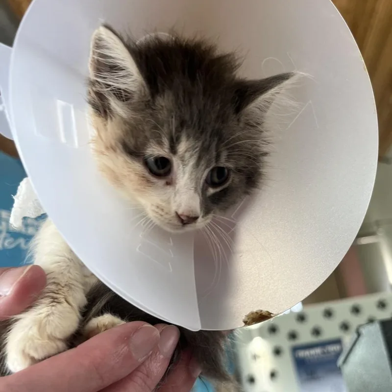 A baby small-sized female Black Domestic Short Hair cat named Bea for adoption in Leander, TX
