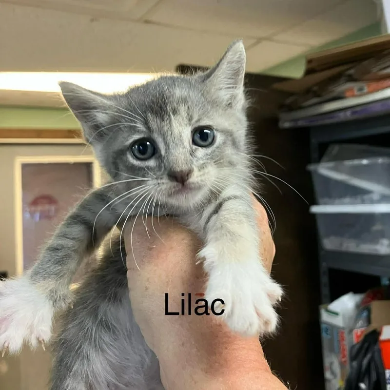 A baby small-sized female Lilac Point Domestic Short Hair cat named Lilac for adoption in Madill, OK