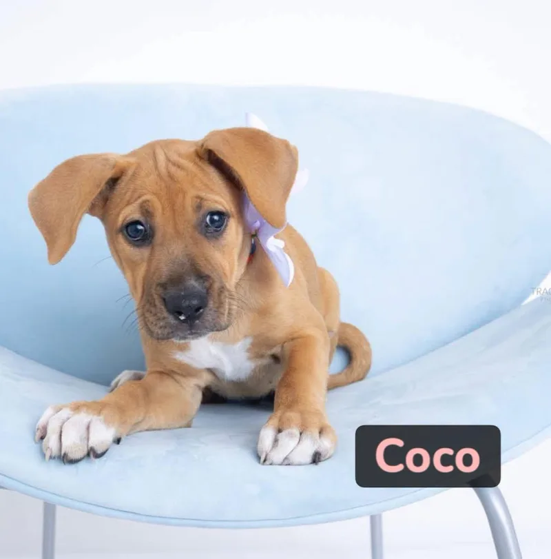 Coco