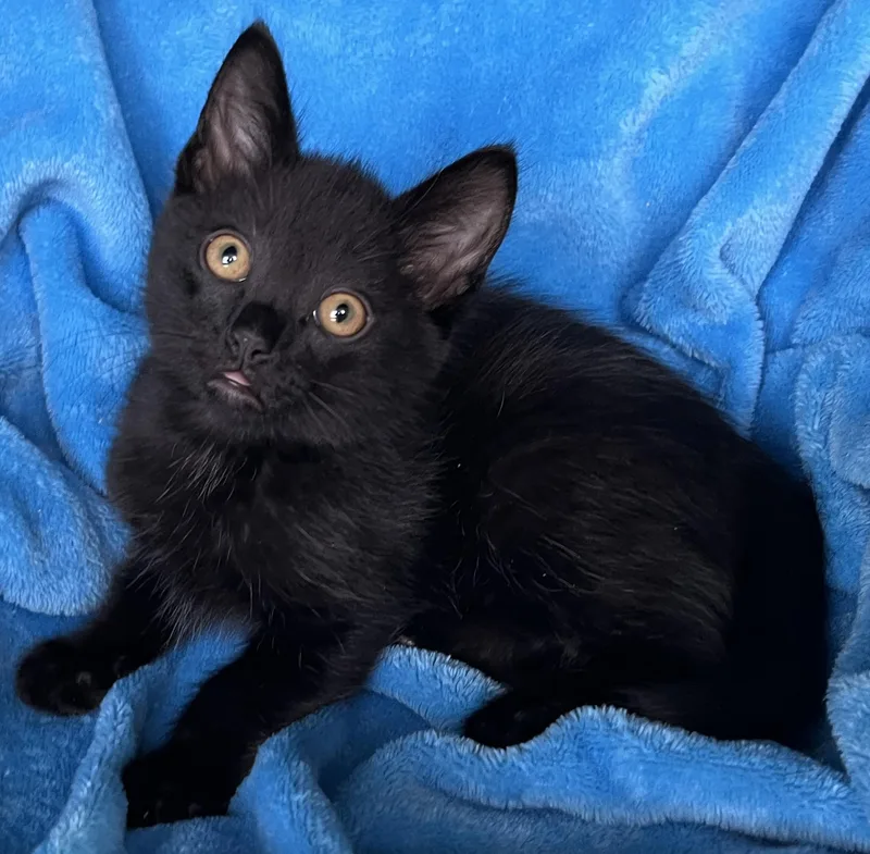 A baby medium-sized male Domestic Short Hair cat named Nugget for adoption in Lyle, WA