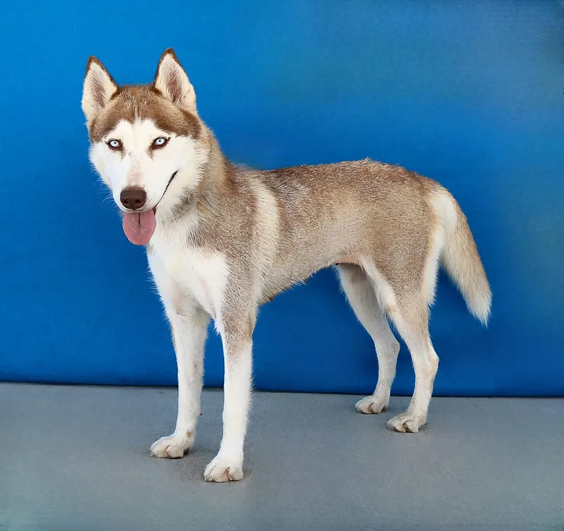 An adult medium-sized female Siberian Husky dog named Cookie for adoption in Pasadena, CA