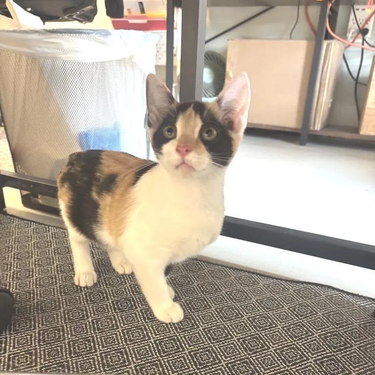 A baby small-sized female Calico American Shorthair cat named Pumpkin for adoption in Freeport, FL