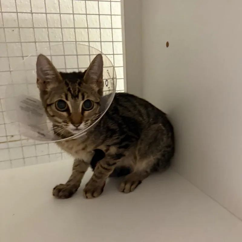 A baby small-sized male Gray / Blue / Silver Domestic Short Hair cat named Apollo for adoption in San Antonio, TX