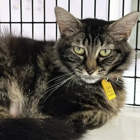 An adult medium-sized female Tabby (Brown / Chocolate) Tabby cat named Gladys Gorgeous Maine for adoption in Hoquiam, WA