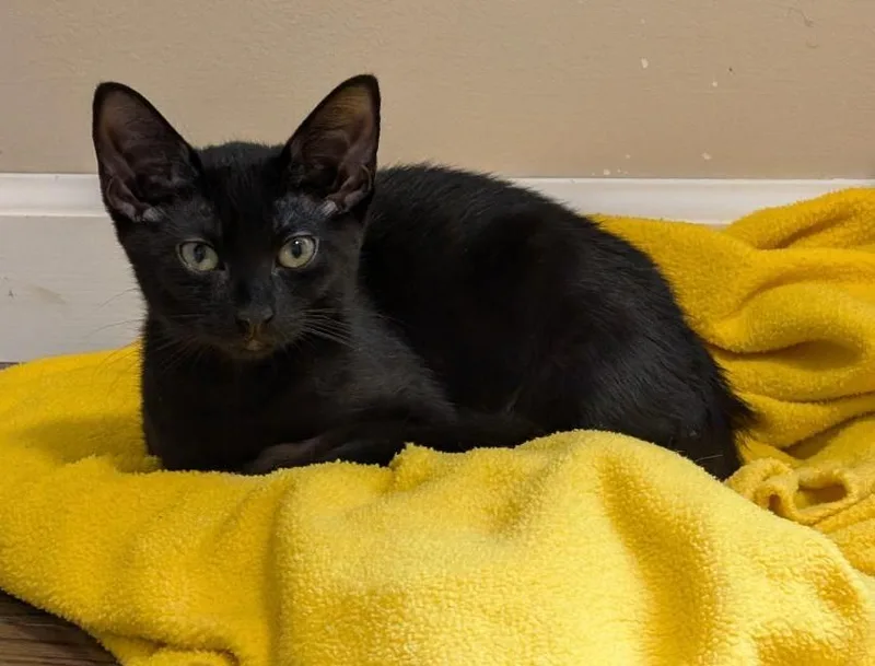 A baby medium-sized female Black Domestic Short Hair cat named Tiramasu for adoption in Wayne, NJ