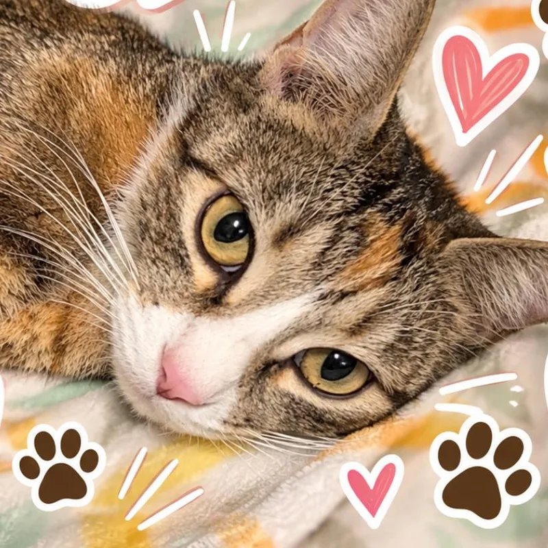 An adult small-sized female Domestic Short Hair cat named Pebbles for adoption in Las Vegas, NV