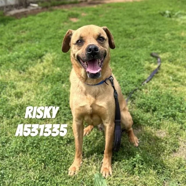An adult medium-sized male Boxer dog named Risky for adoption in Huntsville, AL