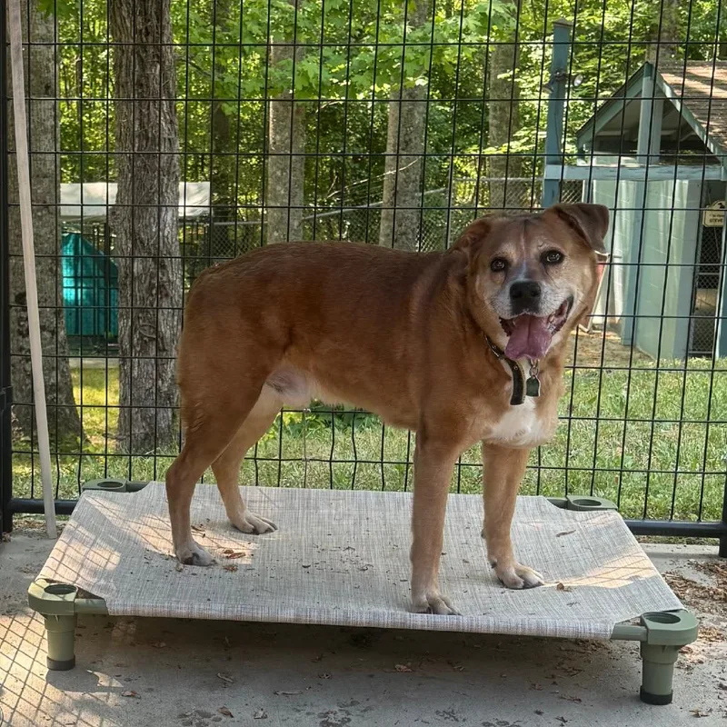 A senior medium-sized male Brown / Chocolate Boxer dog named Onice for adoption in Columbus, NC